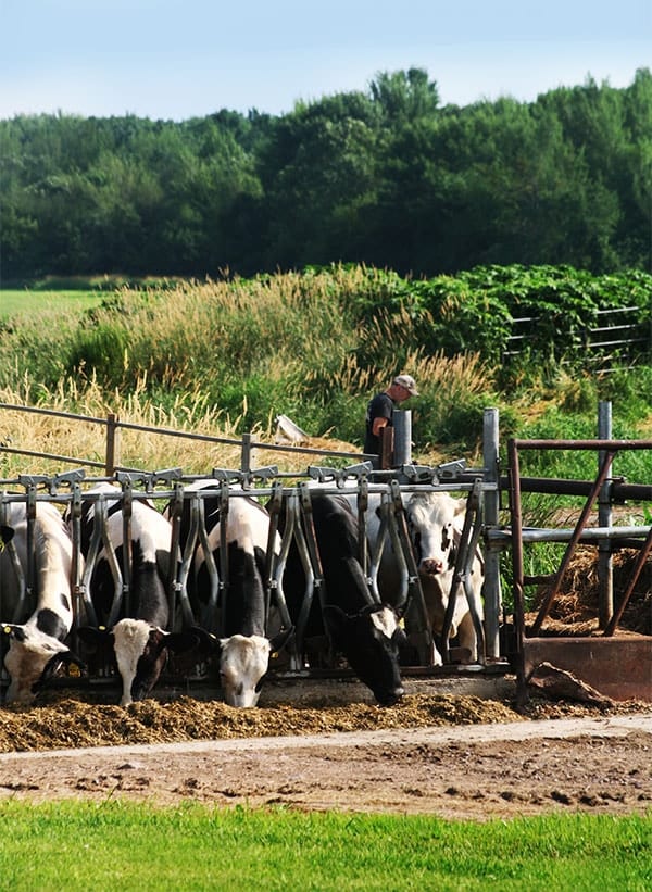 Feeding Dairy Cows